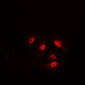 Anti-Cofilin (pS3) Antibody